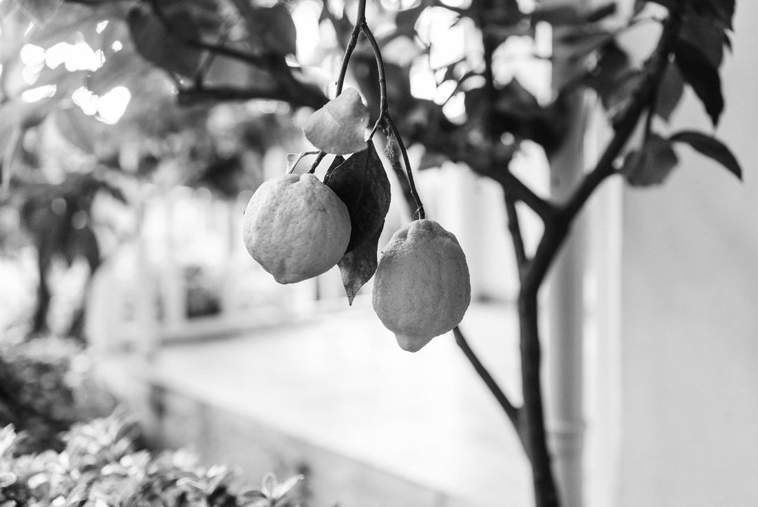 Lemon tree